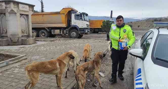 Trafik polisleri sokak köpeklerini elleriyle besledi