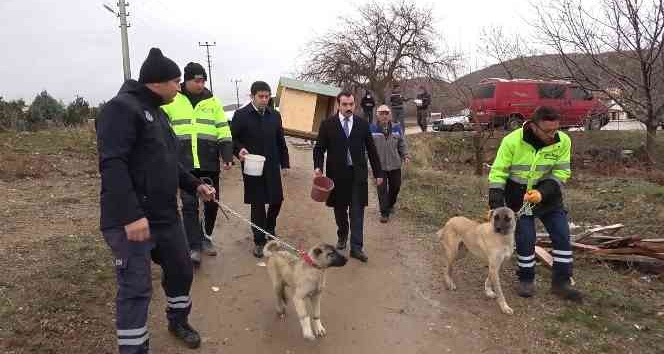 Cumhurbaşkanı talimat vermişti, sokaktan sahiplenilen ’canlar’ sıcak yuvaya kavuşuyor