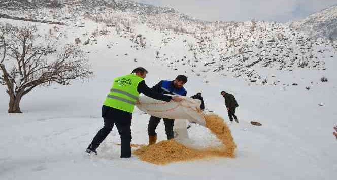 Bir zamanlar PKK’nın kol gezdiği dağlarda yaban hayvanları arttı: Kepçelerle Tanin Dağına ulaşılıp yem bırakıldı
