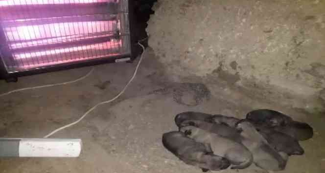 Doğum yapan anne köpek ve yavruları için elektrikli soba kurdu