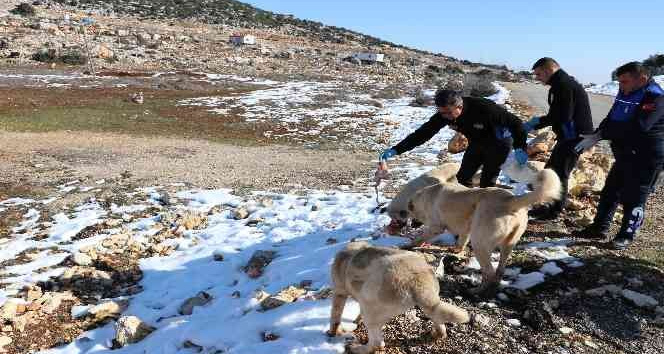 Toroslar Belediyesi ekipleri, karda yiyecek bulamayan hayvanları besledi