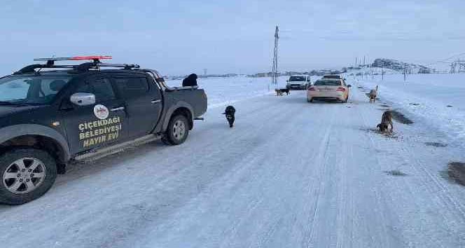 Sokak köpeklerini soğuk havada zehirleyip ölüme terk ettiler