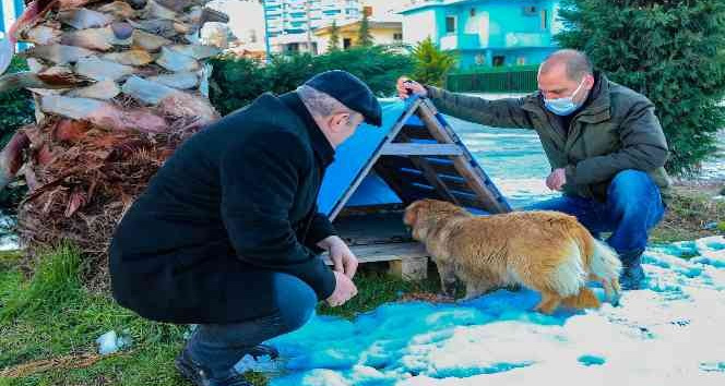 Ünye’de sokak hayvanlarına sıcak yuva