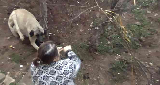Ayağı tele takılan köpek kurtarıldı