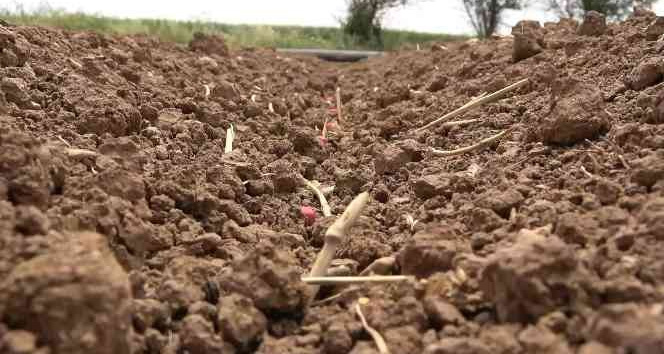 Kar yağışı hasat beklentisini yükseltti