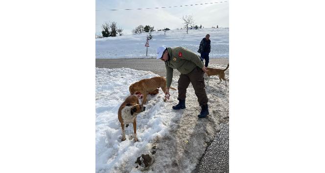 Balıkçılar sokak hayvanlarını besledi