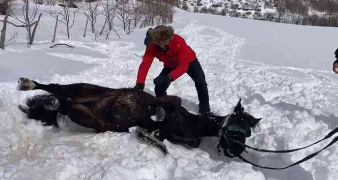 Karayelin kar sevinci görenlerin yüreğini ısıttı