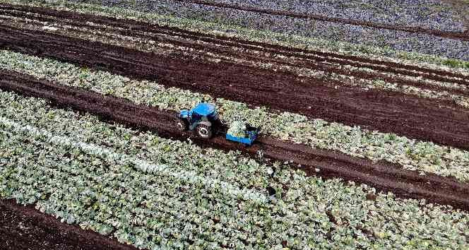 Beyaz lahana üreticisinin yüzünü güldürdü