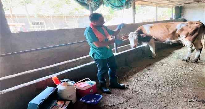 Iğdır’da suni tohumlama çalışmaları devam ediyor