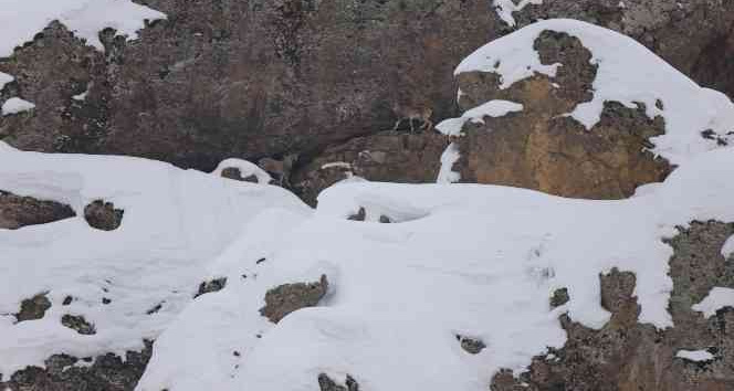 Dağ keçileri için 250 kilo otu doğaya bıraktılar