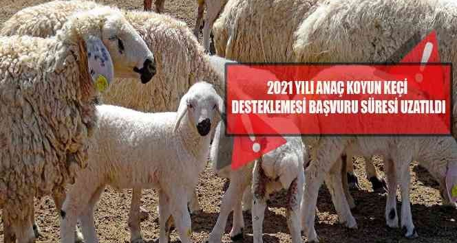 ’2021 yılı Anaç Koyun Keçi Desteklemesi’ başvuru süresi uzatıldı