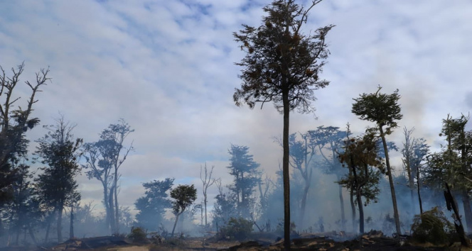 Şilideki orman yangınında bin 235 hektarlık düzlük kül oldu