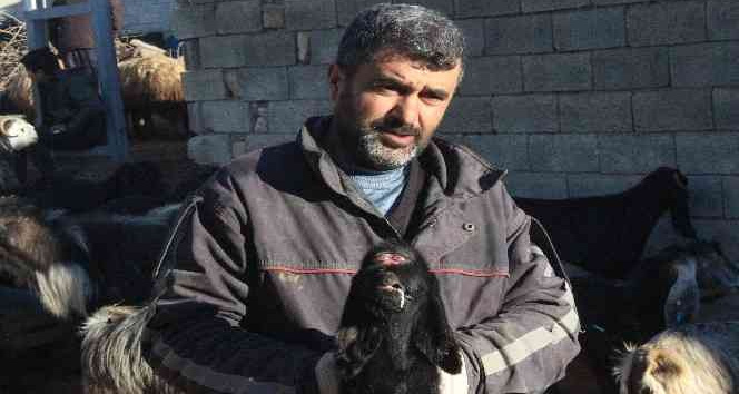 Kilis’te gözü alnında olan oğlak dünyaya geldi