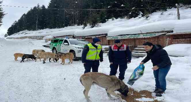 Jandarma sokak ve yaban hayvanlarının da yardımına koşuyor