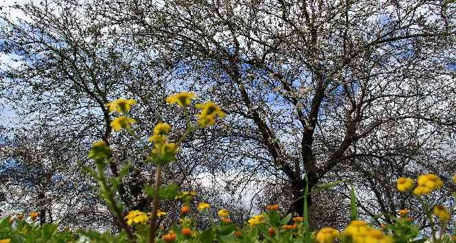 Mersin’de bahar havası... Badem ağaçları çiçek açtı