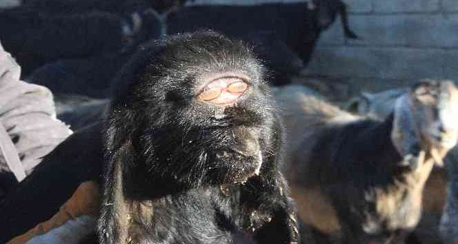 Kilis’te gözü alnında olan oğlak öldü