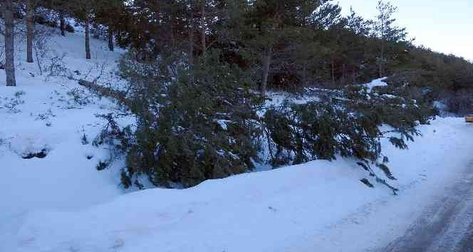 Yağan zar çam ağaçlarını devirdi