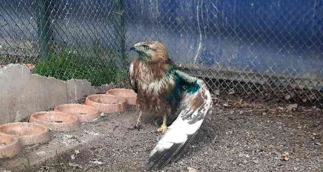 Osmaniye’de yaralı bulunan 2 kızıl şahin tedavi ediliyor