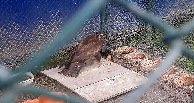 Bitkin halde bulunan kızıl şahin tedavisinin ardından doğaya salındı