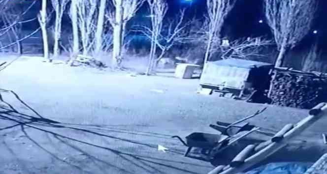 Iğdır’da köye inen 6 aç kurt, köpeği parçaladı