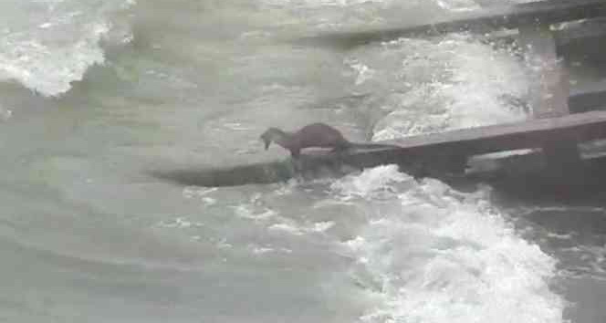 Kuşadası sahillerinde tatlı su samuru görüldü