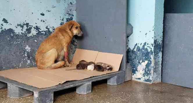 Avcılar zehirlenen hamile köpek 5 yavru dünyaya getirdi