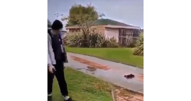 Kedi yavrusuna tekme atan Iraklı gencin 5 yıl hapsi isteniyor