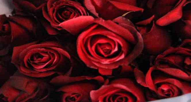 Sevgililer Günü’nde gülün fiyatı el yakacak