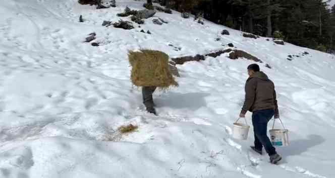 Diz boyu karda yaban hayvanları için sırtında yonca balyası taşıdı