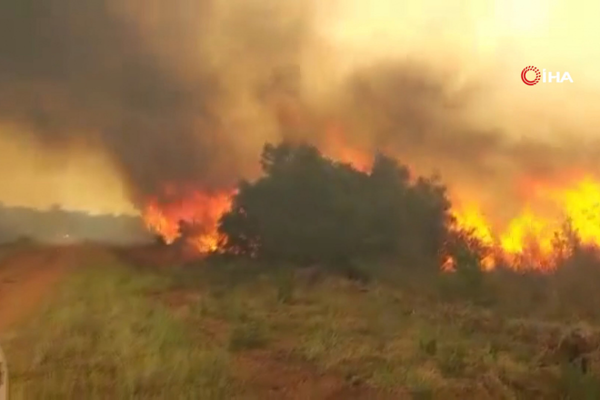 Arjantin’de orman yangını: 335 bin hektarlık alan kül oldu