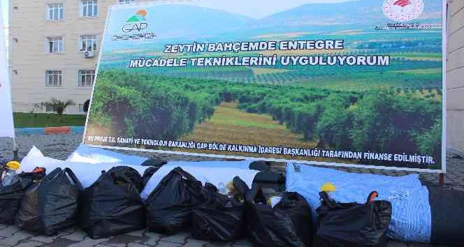 Zeytin üreticisine devlet desteği sürüyor