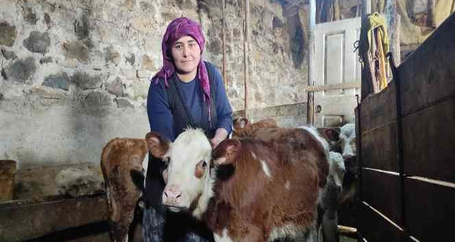 Her birine isim verdiği buzağılarına özenle bakıyor