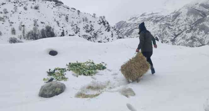 Bingöl’de Şeytan dağlarına 500 kilo yem bırakıldı