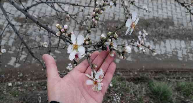 Tokat’ta erik ağacı kış mevsiminde çiçek açtı