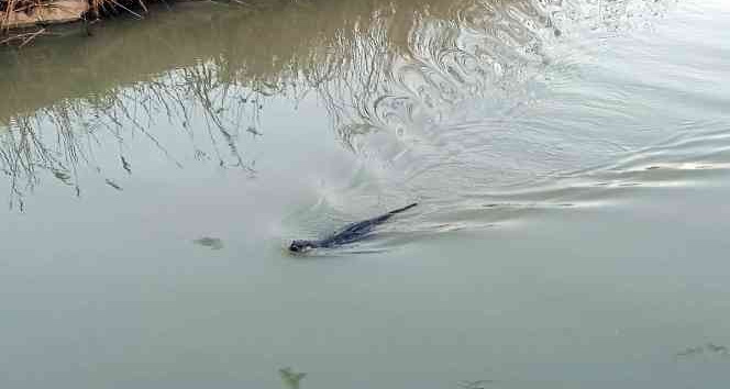 Yalova’da, “su samuru” şaşkınlığı