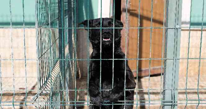 Ortaokul öğrencilerinin geliri barınaktaki hayvanlara mama oldu