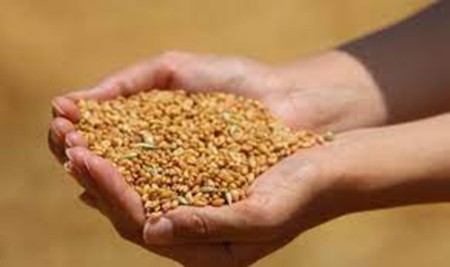 Edirne’de buğday 4 lira 079 kuruştan satıldı
