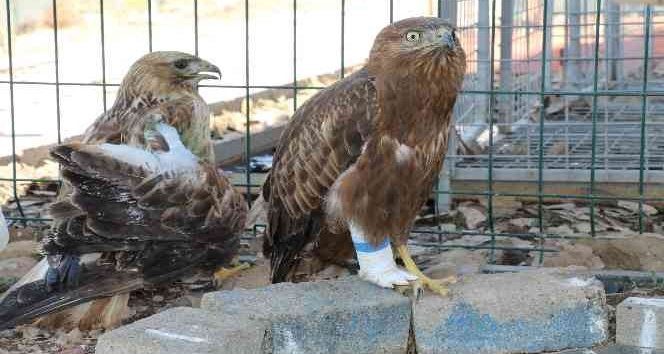 Şırnak’ta yaralı kızıl şahine protez ayak takıldı