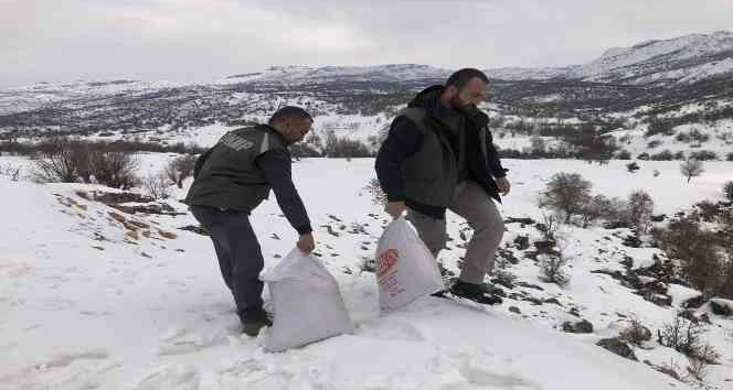 Tunceli’de yemleme ve denetim çalışmaları sürüyor