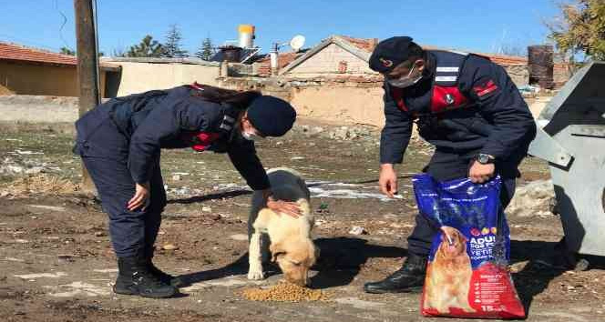 Jandarma ve polisten sokak hayvanlarına mama desteği