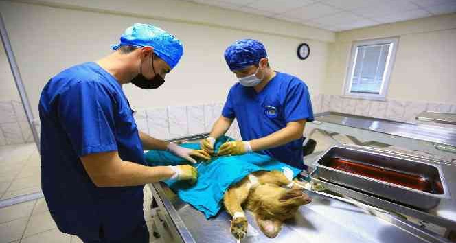 26 Bin Can Dostu tedavi edildi