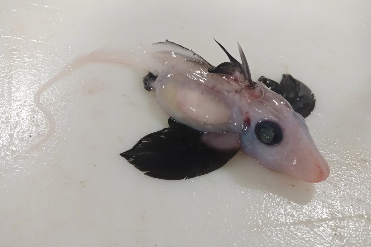 Yeni Zelanda'da nadir görülen hayalet köpek balığı yavrusu bulundu