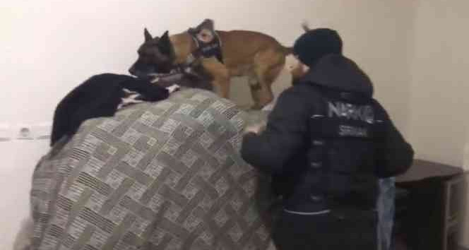 Şırnak’ta hassas burunlu köpeklerle narkotik operasyonu: 9 gözaltı