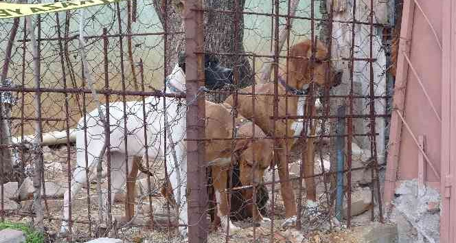 Komşuların köpek kavgasında kan aktı; 1 ağır yaralı