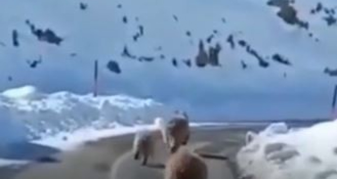 Tunceli’de kış uykusundan erken uyanmış boz ayılar görüntülendi