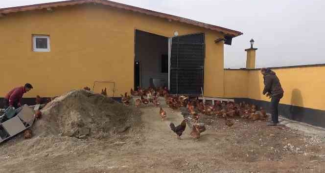 Yoğun talep üzerine tavuk çiftliği kurdu, şimdi paraya para demiyor