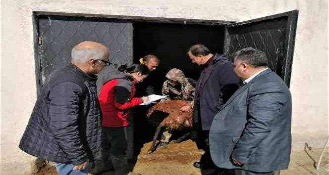 Iğdır’daki küçükbaş hayvan tespiti yapılıyor
