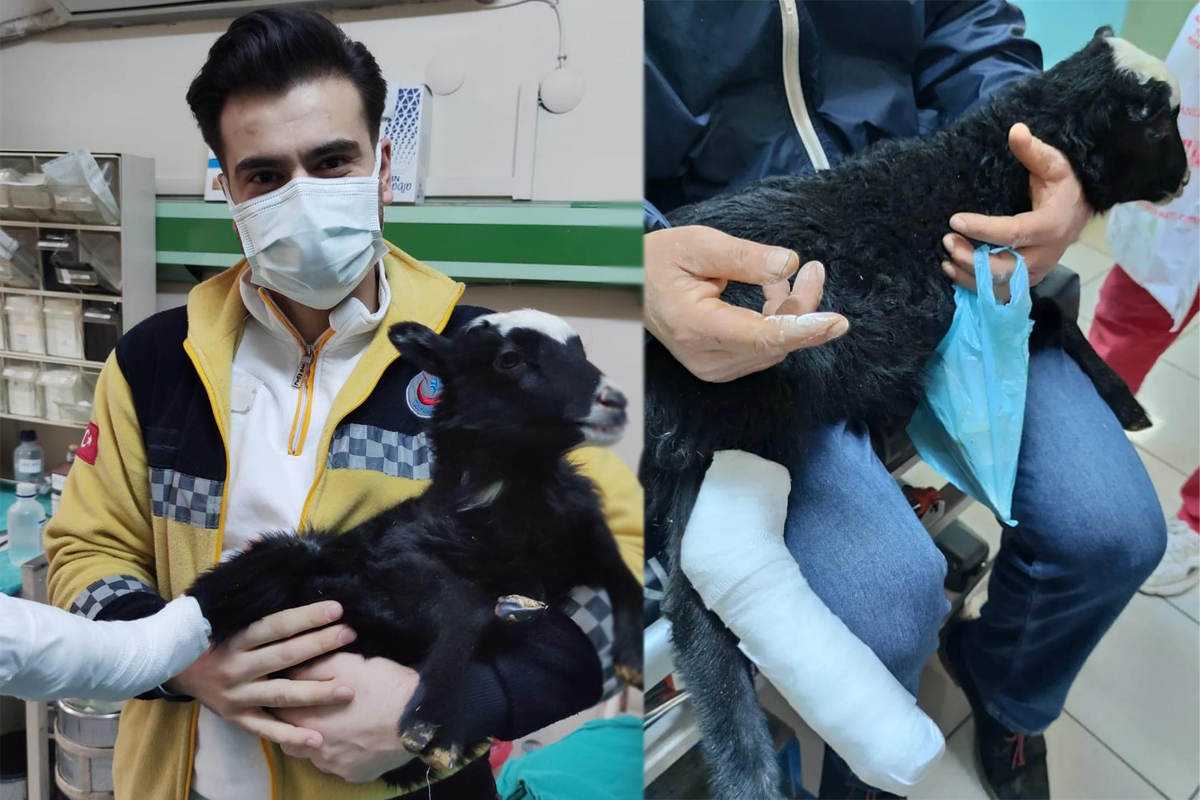 Ayağı kırılan kuzu veteriner bulunamayınca devlet hastanesinde tedavi edildi