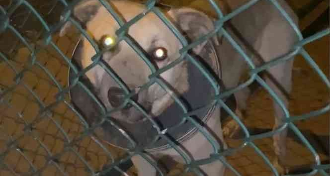 Boynu çöp kovasının demir halkasına sıkışan köpek kurtarıldı