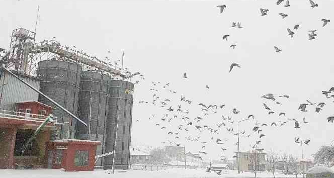 Un fabrikası çatısında yüzlerce güvercini besliyorlar